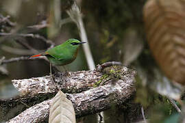 Fire-tailed Myzornis