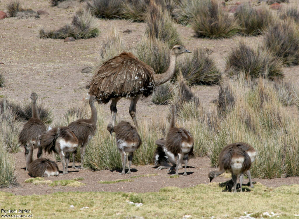 Lesser Rhea, habitat, Behaviour