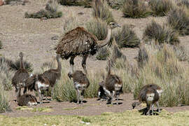 Lesser Rhea