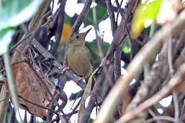 Grey Longbill