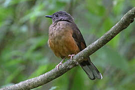 White-tailed Ant Thrush