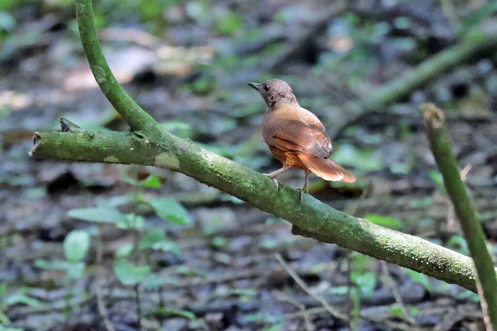 Red-tailed Ant Thrush