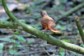 Red-tailed Ant Thrush