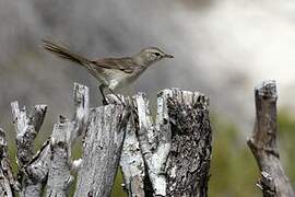 Subdesert Brush Warbler