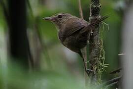 Malagasy Brush Warbler