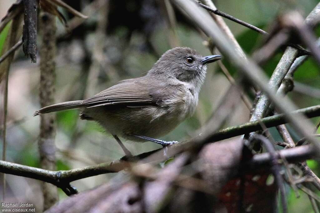 Newtonie sombre, identification