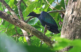 Nicobar Pigeon