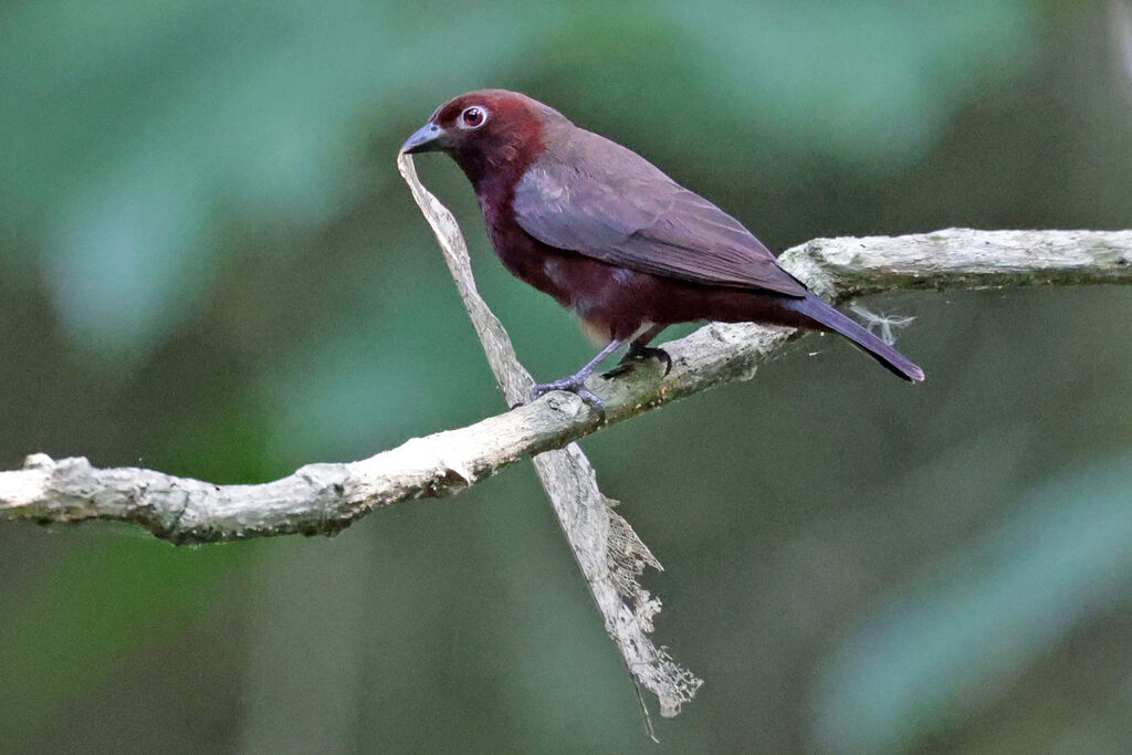 Chestnut-breasted Nigrita male adult