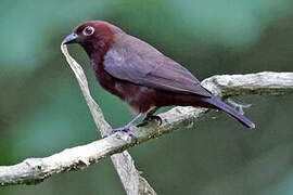 Chestnut-breasted Nigrita