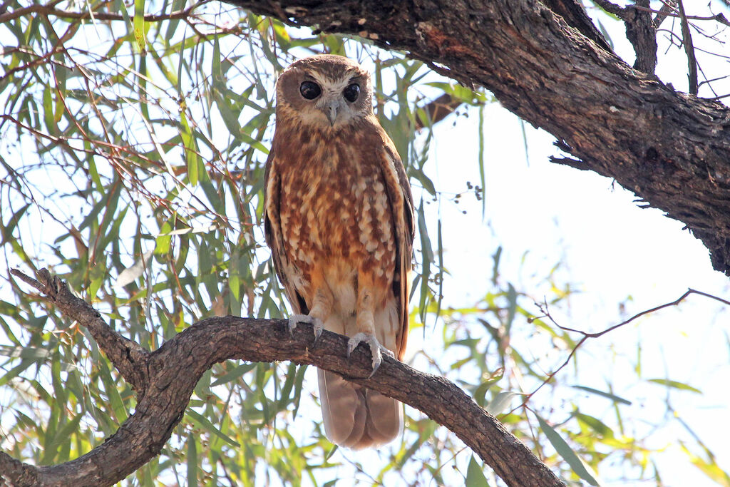 Australian Boobook