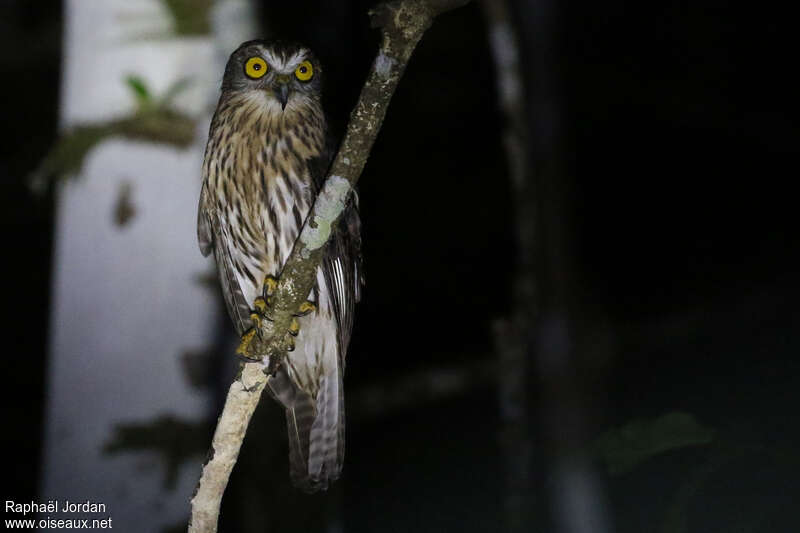 Papuan Hawk-Owl male adult