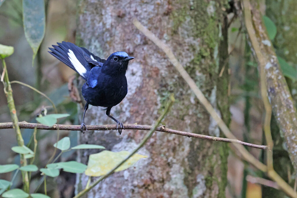 White-tailed Robin male adult