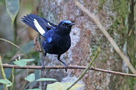 White-tailed Robin