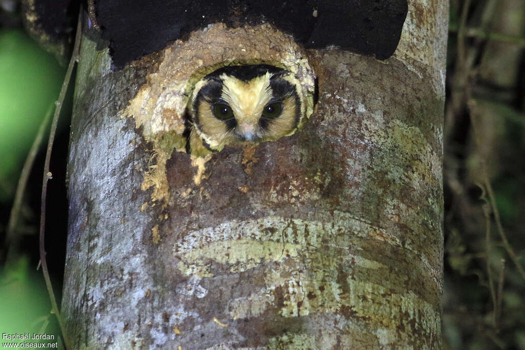 Nyctale de Harrisadulte, habitat, pigmentation