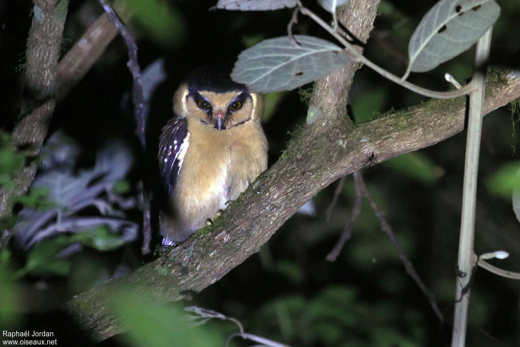 Nyctale de Harrisadulte, habitat, pigmentation