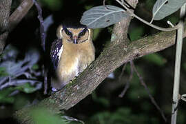 Buff-fronted Owl