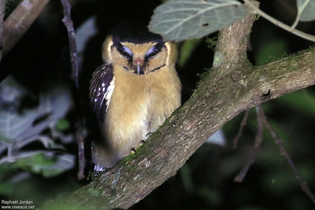 Buff-fronted Owladult, identification