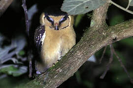 Buff-fronted Owl