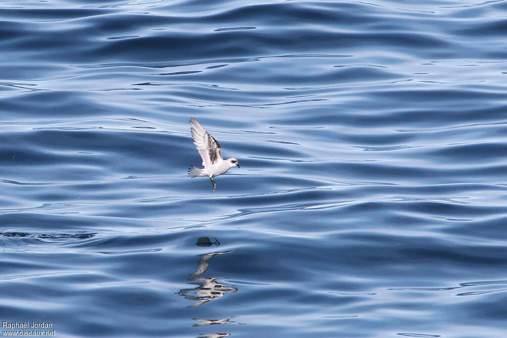 Fork-tailed Storm Petreladult