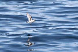 Fork-tailed Storm Petrel