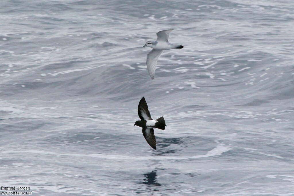 Black-bellied Storm Petreladult, identification