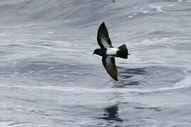 Black-bellied Storm Petrel