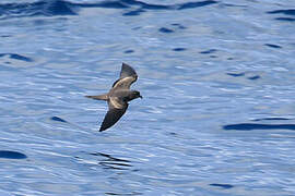 Leach's Storm Petrel