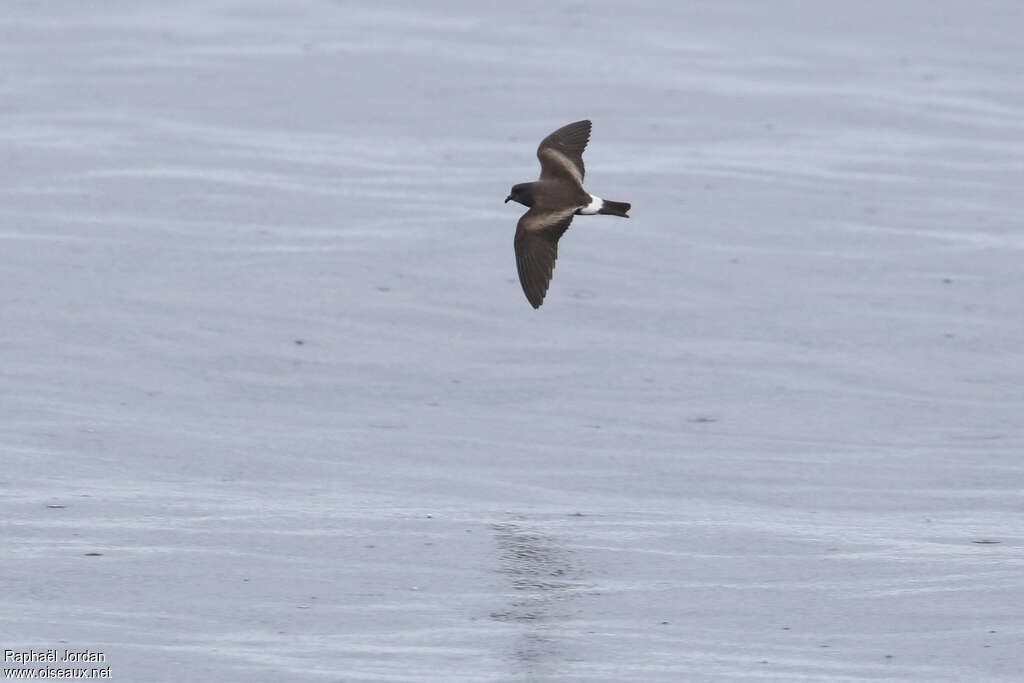 Monteiro's Storm Petreladult, identification