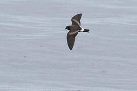 Monteiro's Storm Petrel