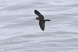 Monteiro's Storm Petrel