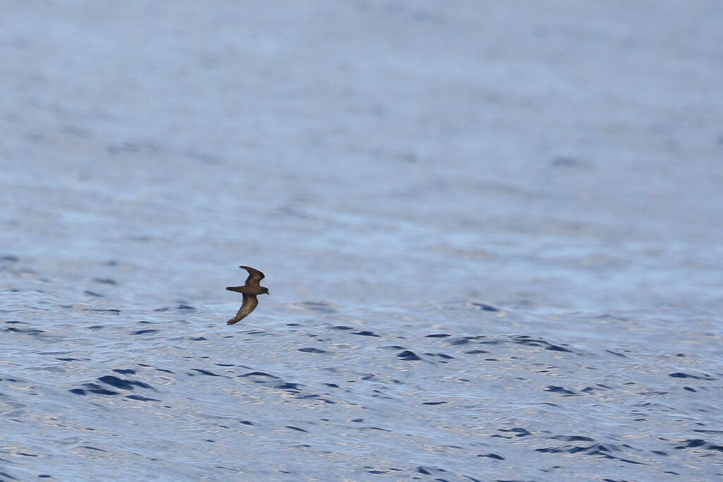 Least Storm Petrel