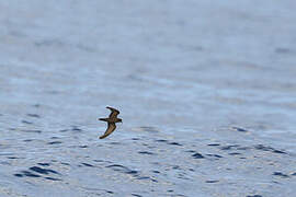 Least Storm Petrel