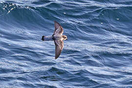 Grey-backed Storm Petrel