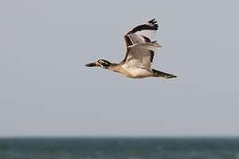 Beach Stone-curlew