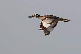 Beach Stone-curlew