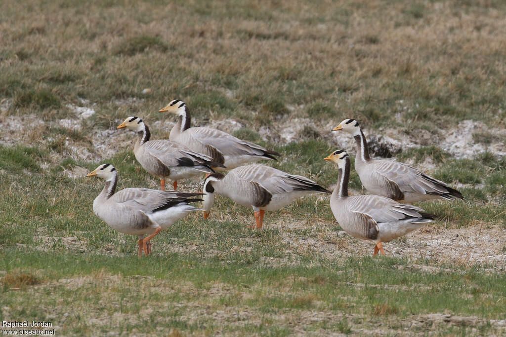 Oie à tête barréeadulte nuptial, habitat, pigmentation, Comportement