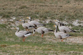 Bar-headed Goose