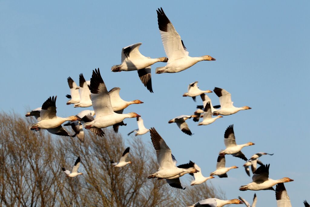 Snow Gooseadult