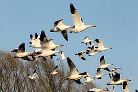 Snow Goose