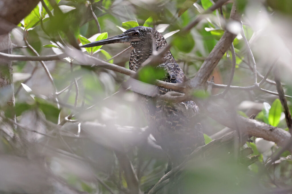 White-crested Tiger Heron