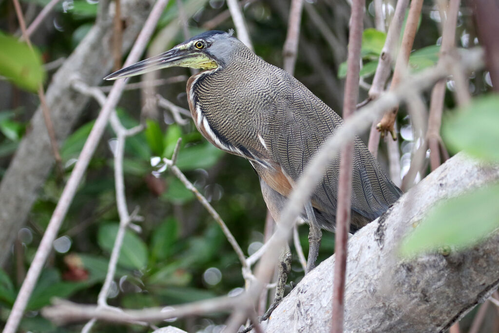 Bare-throated Tiger Heronadult