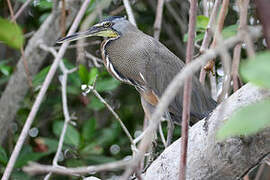 Bare-throated Tiger Heron