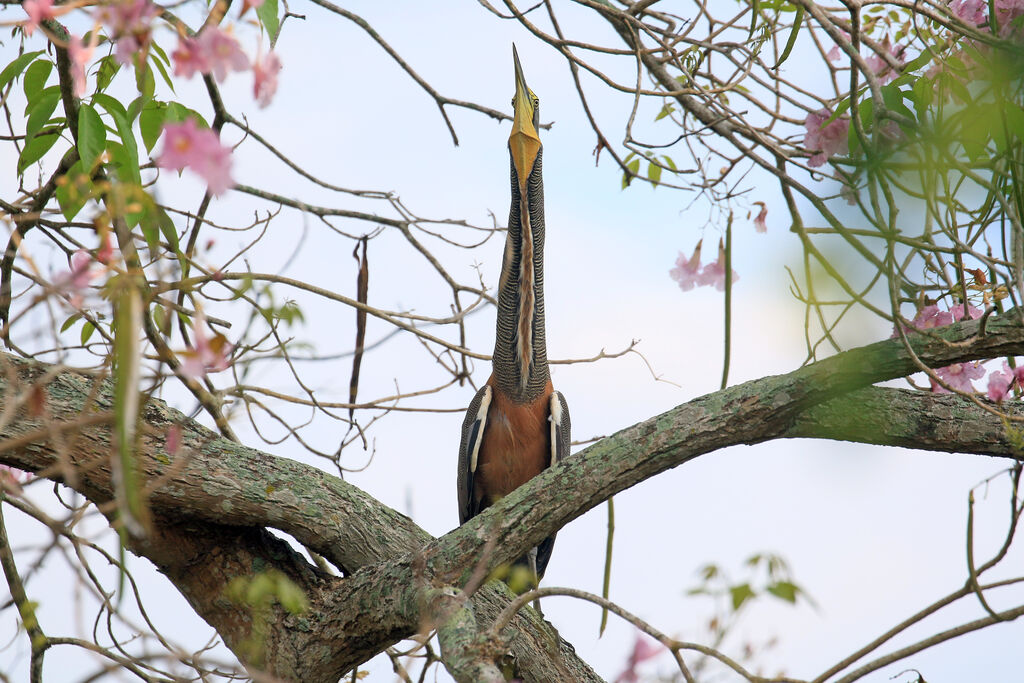 Bare-throated Tiger Heronadult