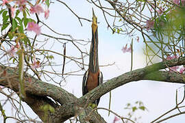 Bare-throated Tiger Heron