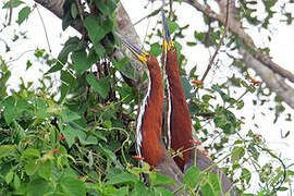 Rufescent Tiger Heron