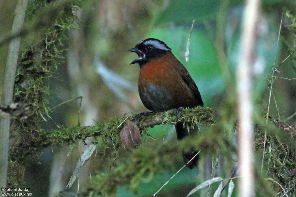 Oréotangara élégant mâle adulte, identification, chant