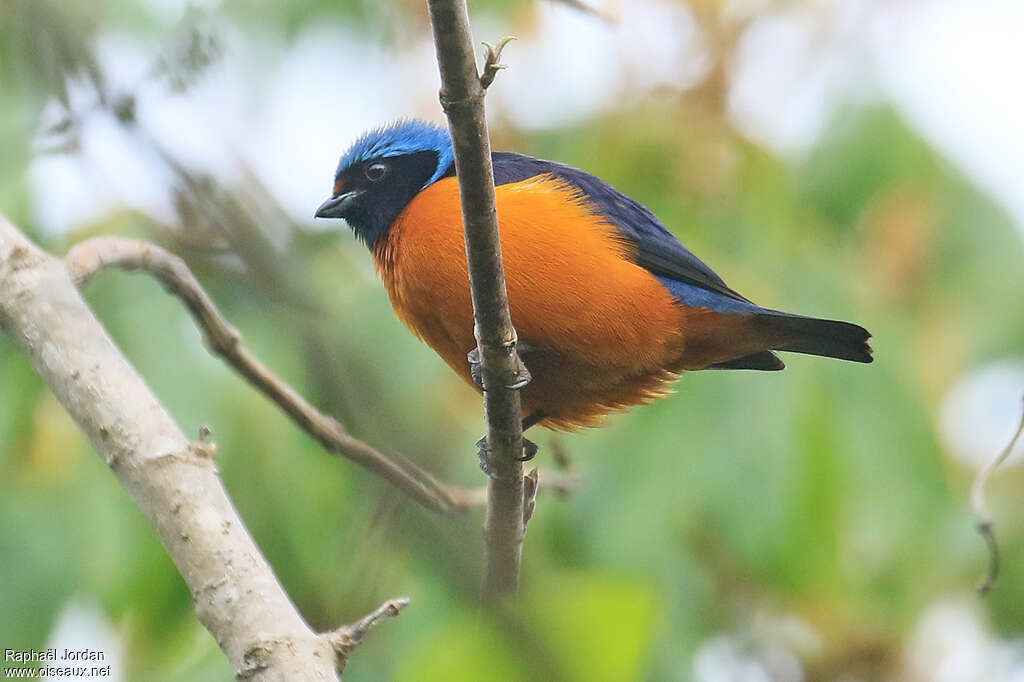 Elegant Euphonia male adult, identification