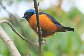 Elegant Euphonia