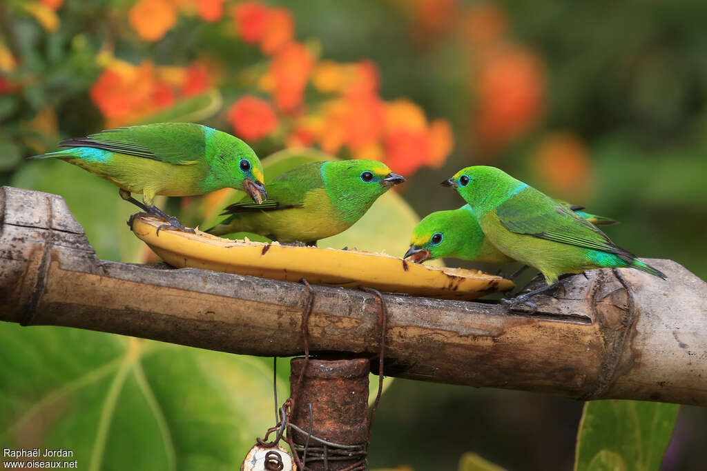 Blue-naped Chlorophonia, eats