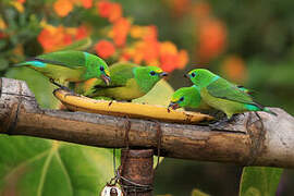 Blue-naped Chlorophonia